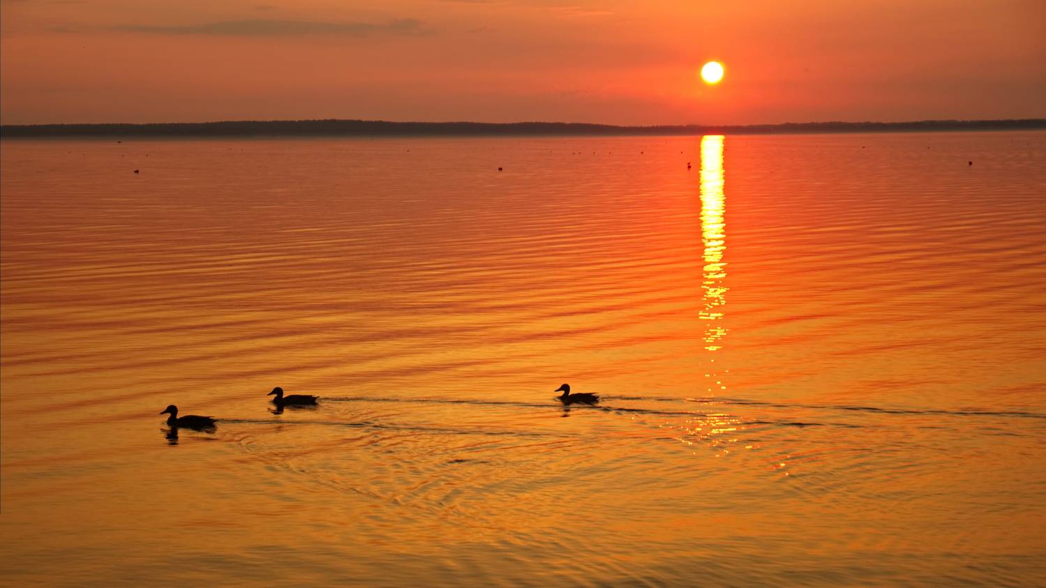 закат, озеро, утки, браславские озера, дривяты, Виктор Гурков