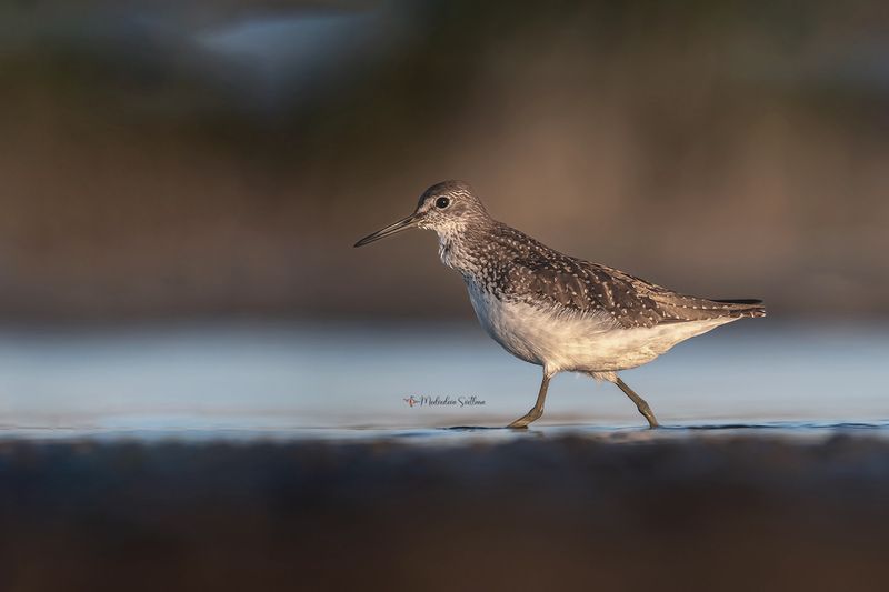фотоохота, птица, кулики, осень, птицы, черныш На закате. фото превью