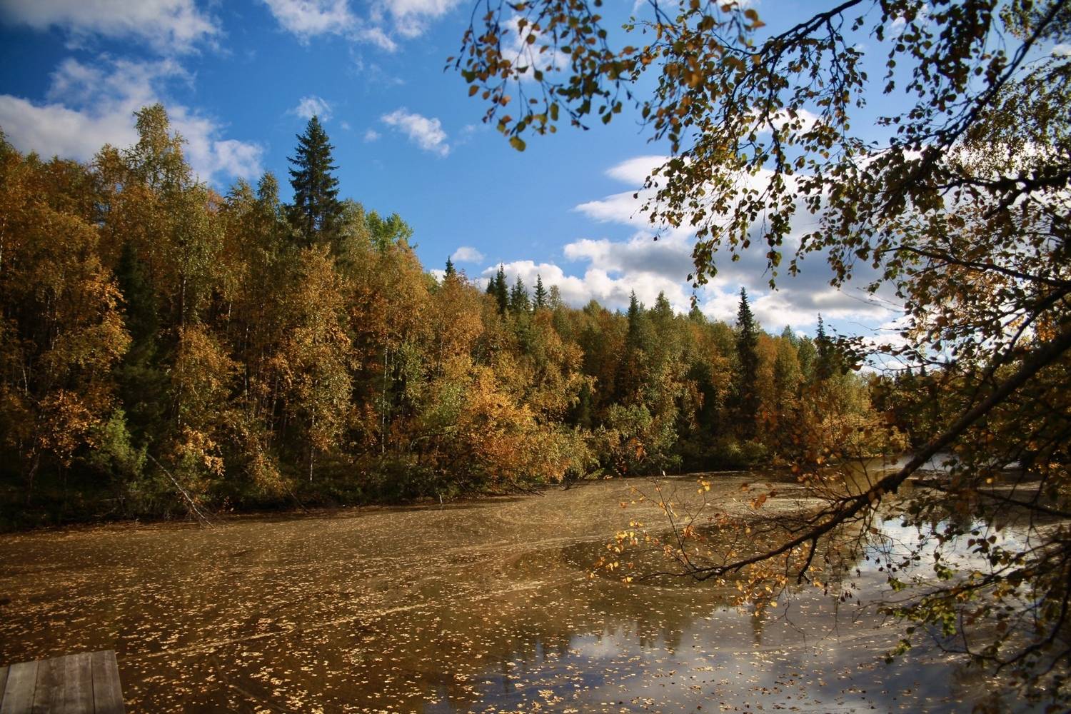 осень, деревья, листья, лес, водоём, вода, река, солнце, Алёна Салтыкова