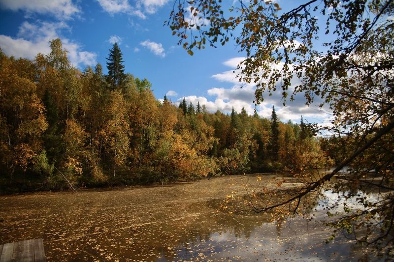 осень, деревья, листья, лес, водоём, вода, река, солнце Буйство красок фото превью