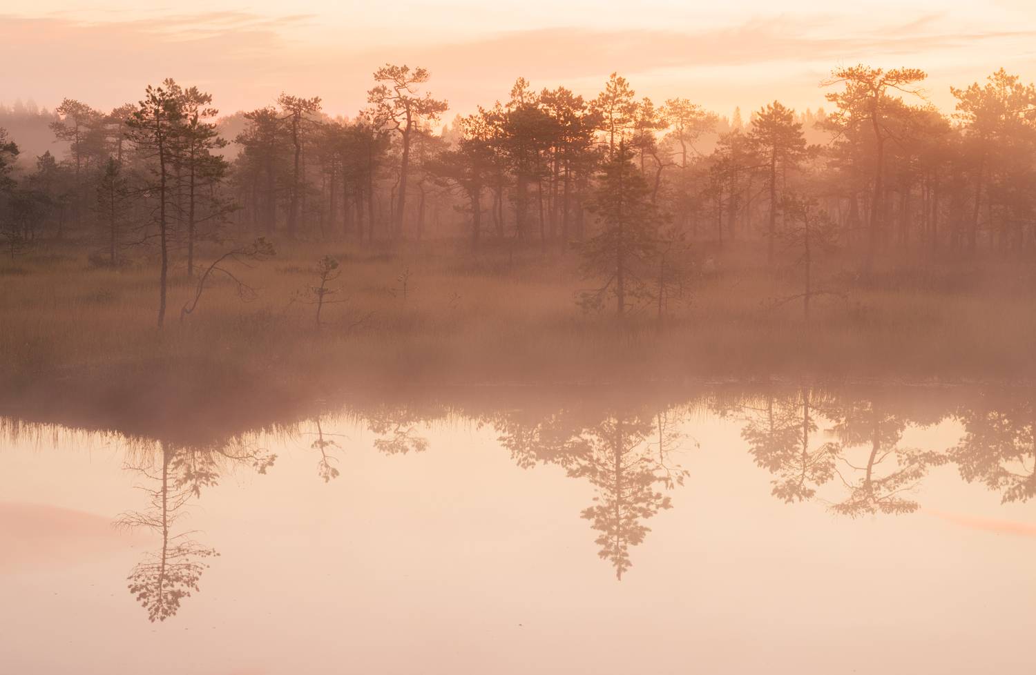 болота, Brouer Alexey
