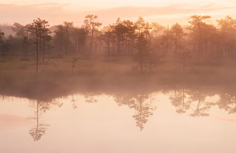 болота *** фото превью