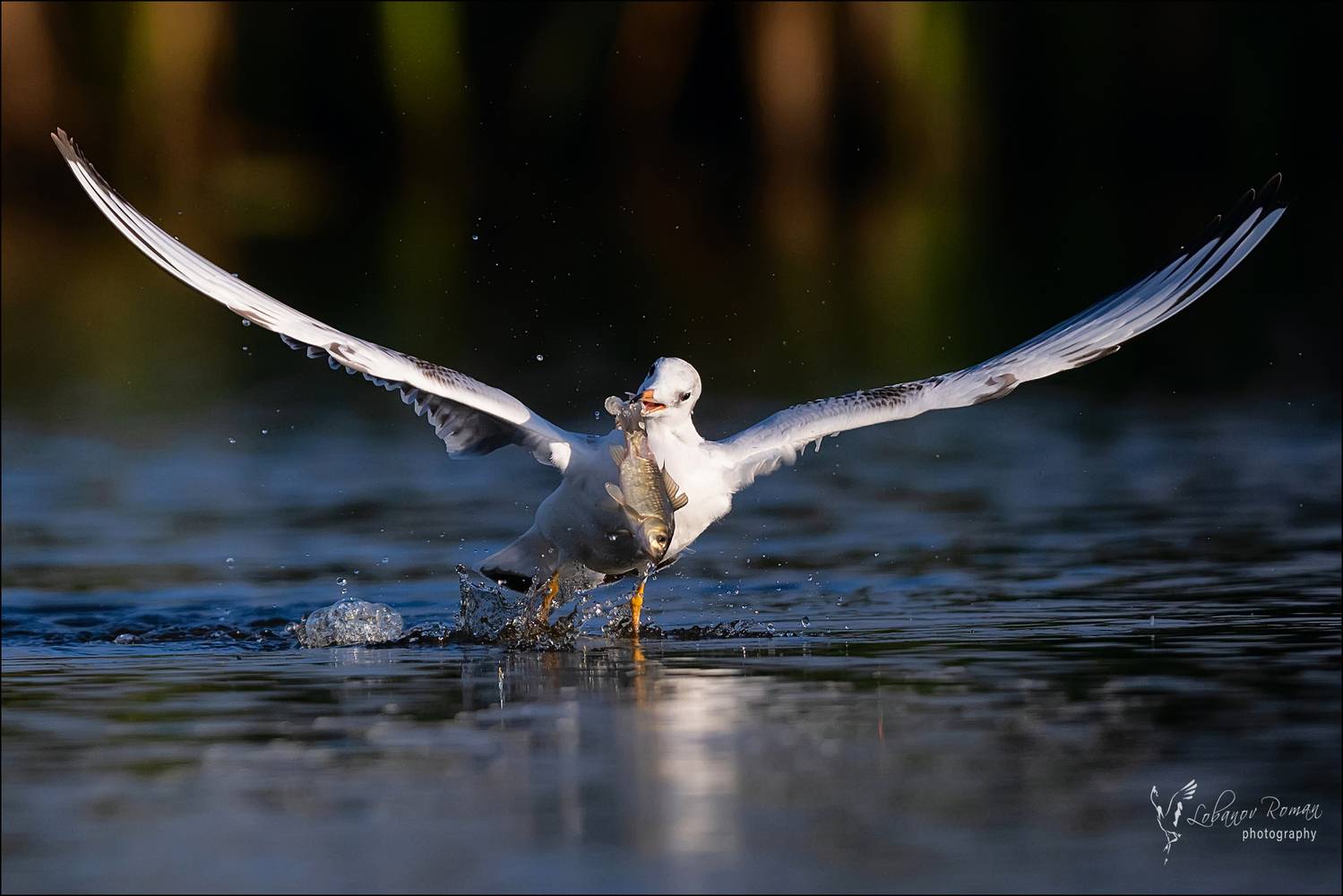 , Лобанов Роман