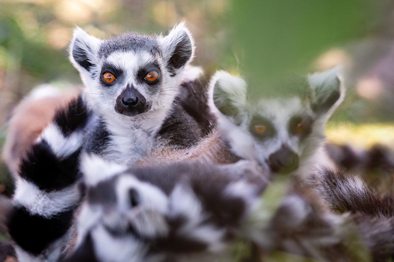 Lemur catta фото превью