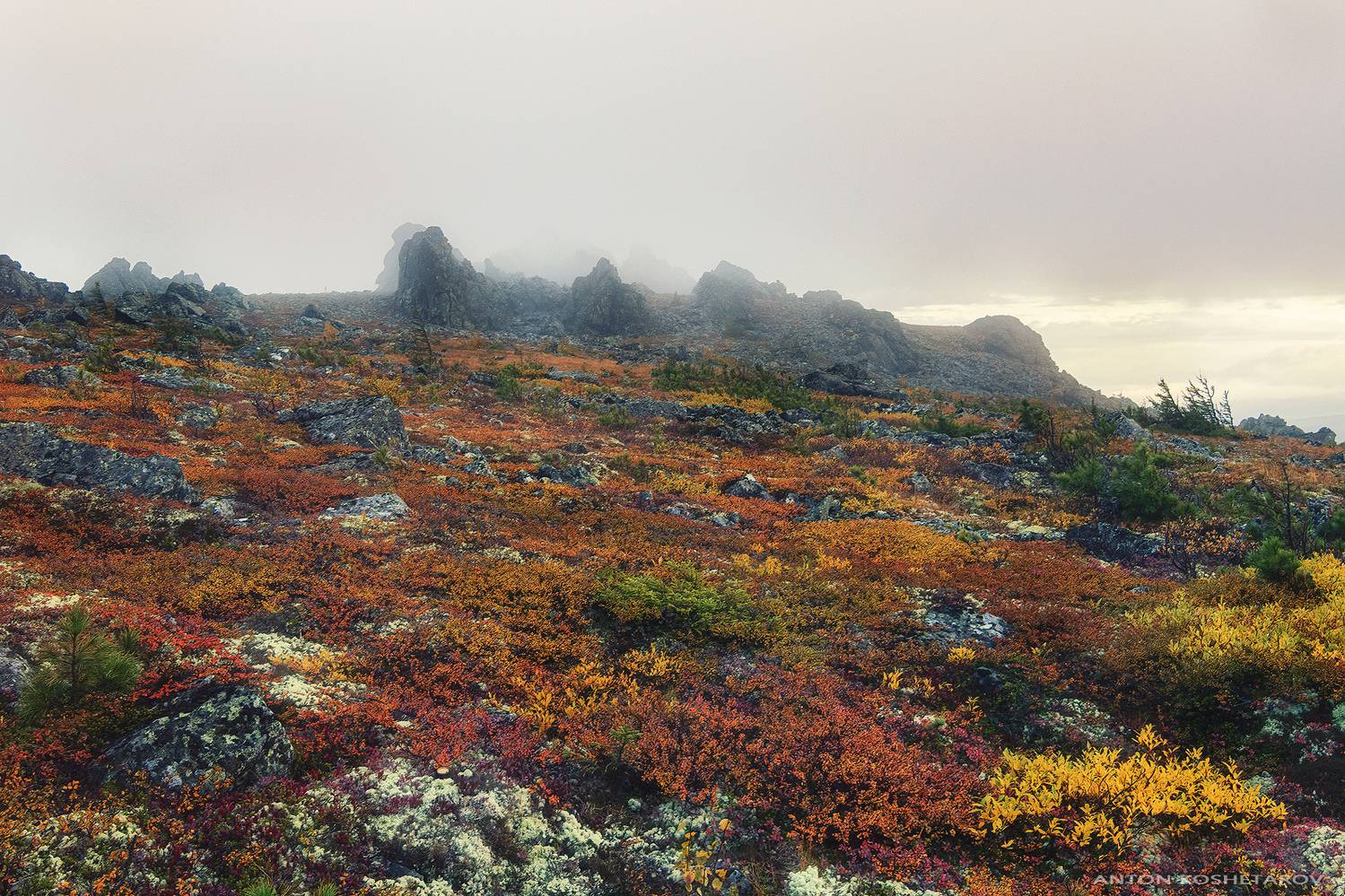 , Антон Кошетаров