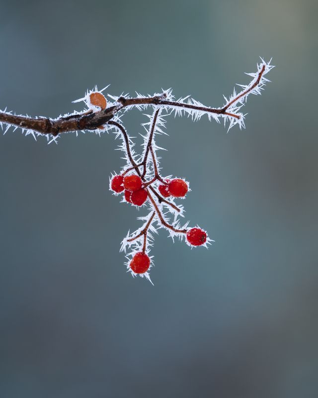 Breath of the winter  фото превью
