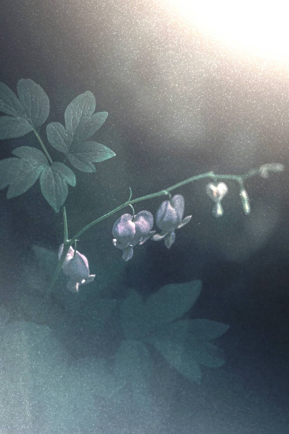 макро, macro, цветы, flowers, лето, summer, Julia Kaissa