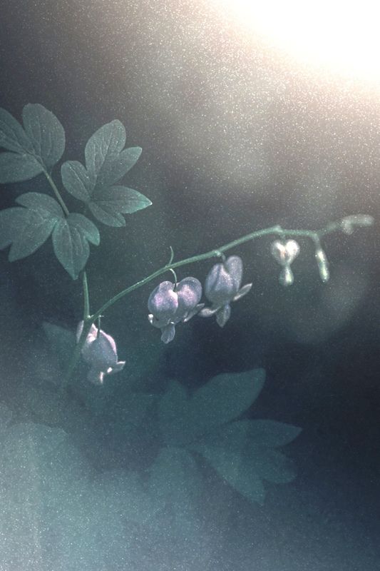 макро, macro, цветы, flowers, лето, summer Дицентра (Разбитое Сердце) фото превью