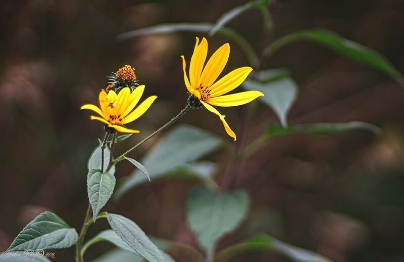 *** фото превью