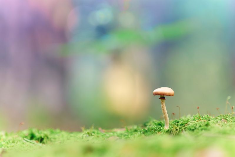 Маленький грибочек фото превью