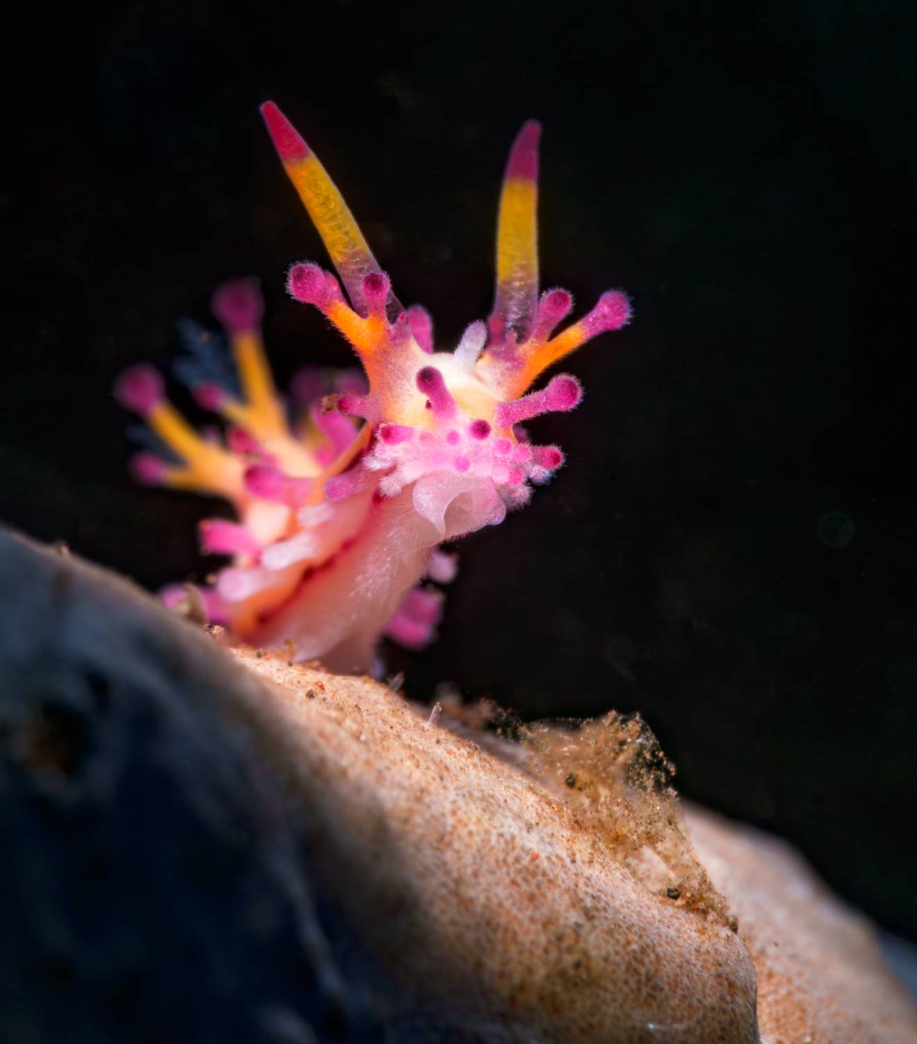 , Савин Андрей