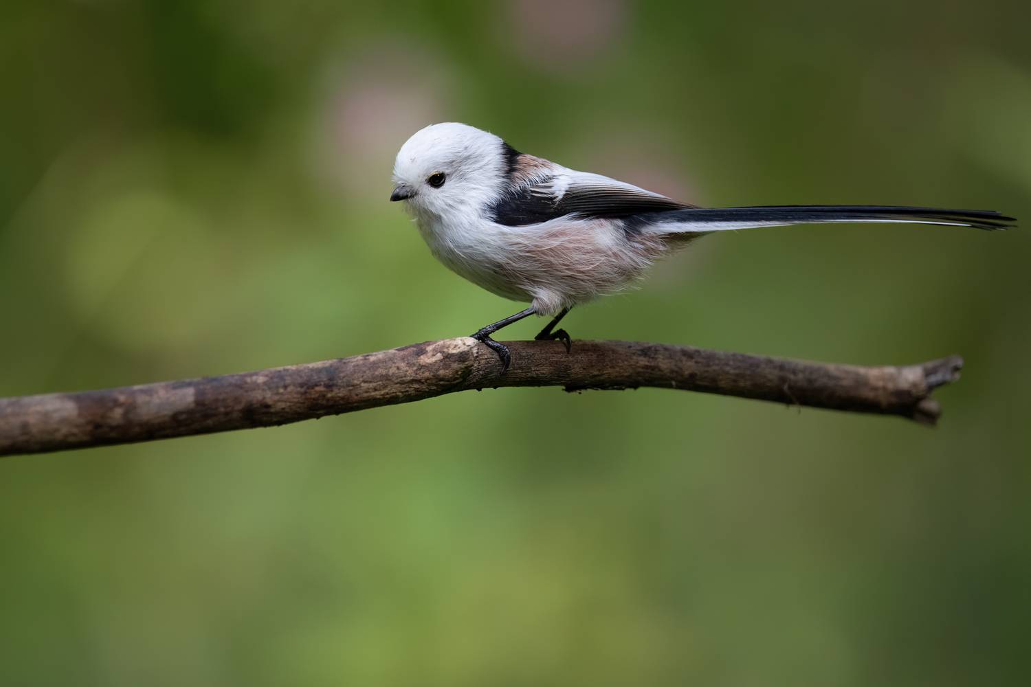 , Марат Кучкаев