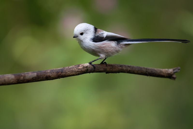 Ополовник фото превью