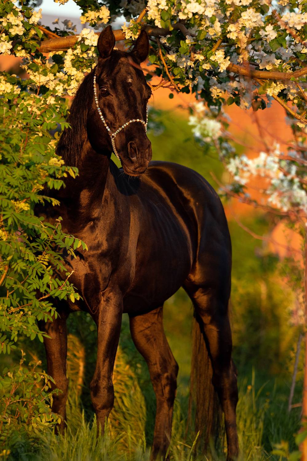 , Макари Лия