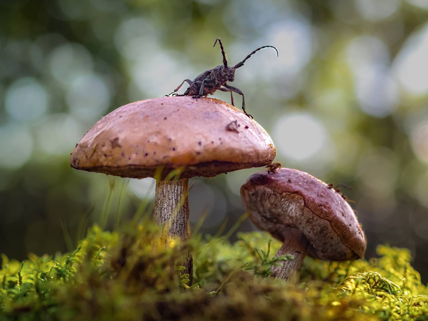 , Олег Савицкий