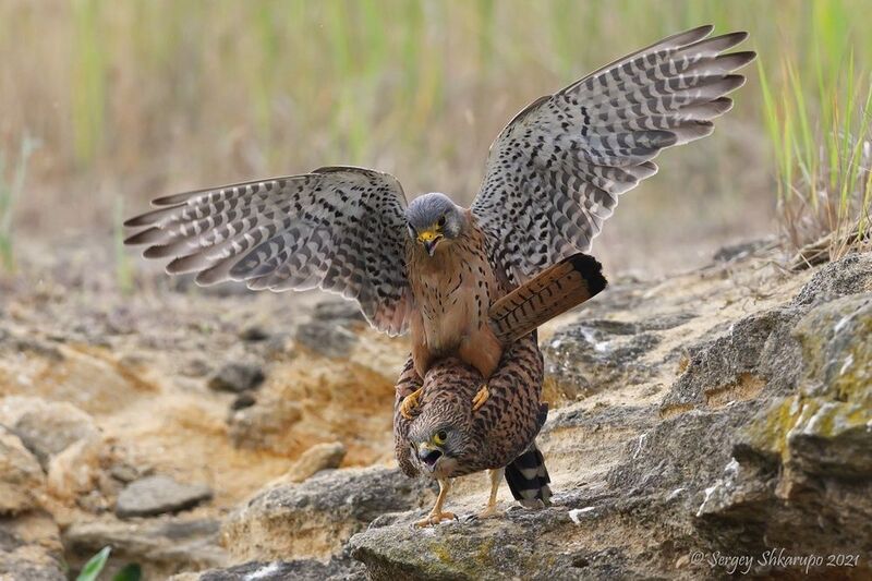 Обыкновенные пустельги фото превью