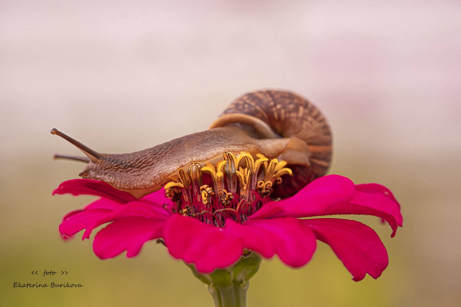 , Бурикова Екатерина