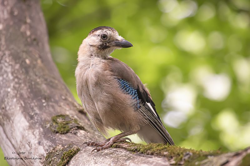 Сойка. фото превью