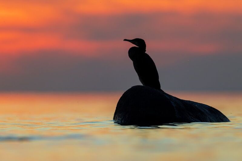 баклан, закат, финский залив, птицы  фото превью