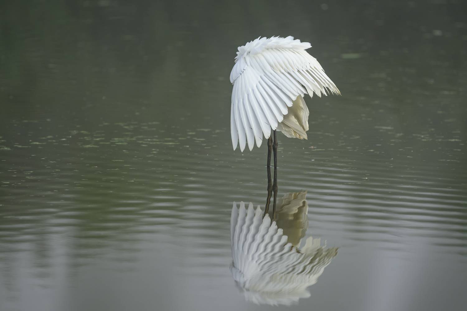 , Пупонин Сергей