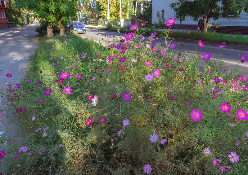 По-дороге домой фото превью