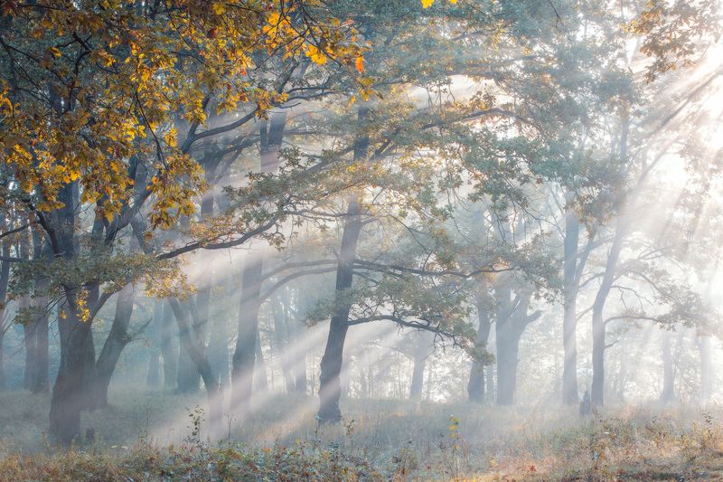 Рассвет осени фото превью