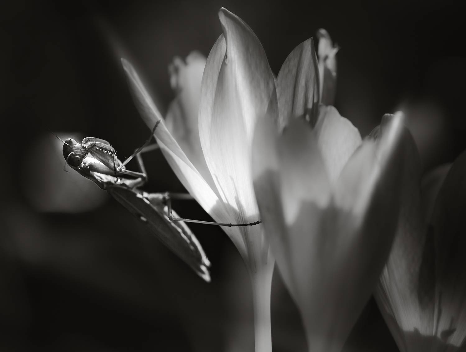 , Неля Рачкова