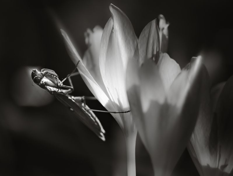 Гиперболоид инженера Гарина фото превью