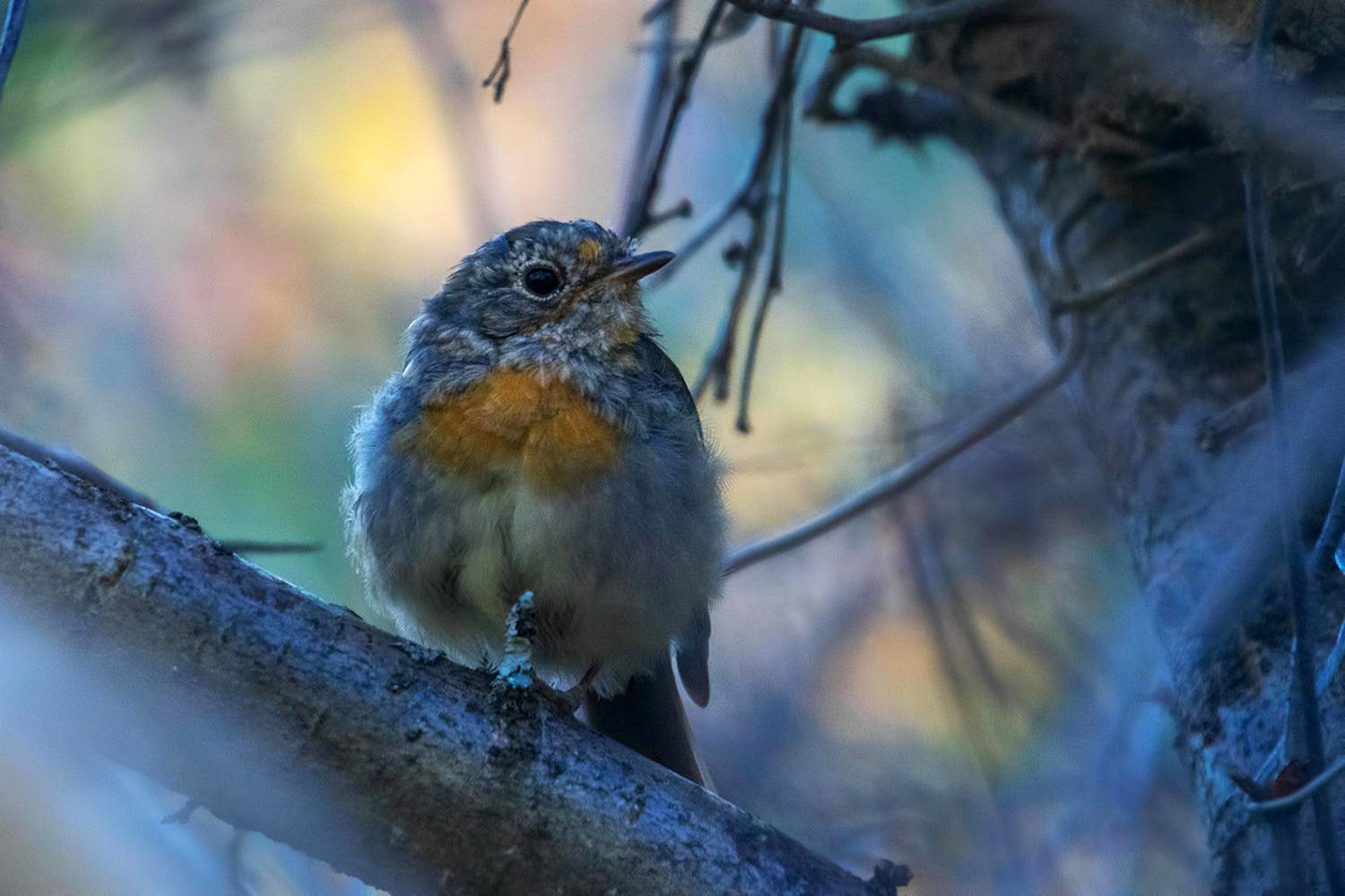 , Владимир Письмак