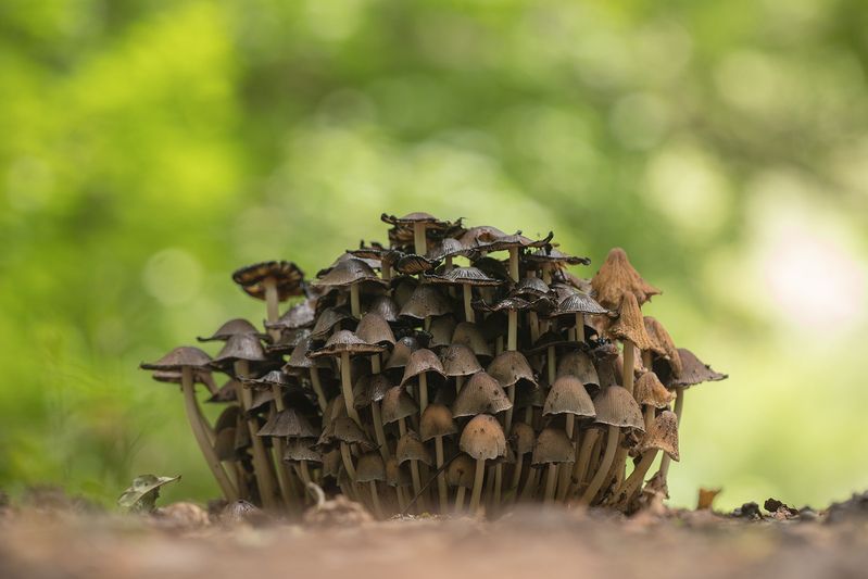 Лесная рота фото превью