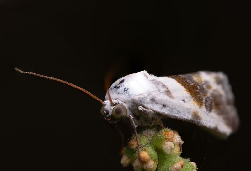 Tarachidia candefacta фото превью