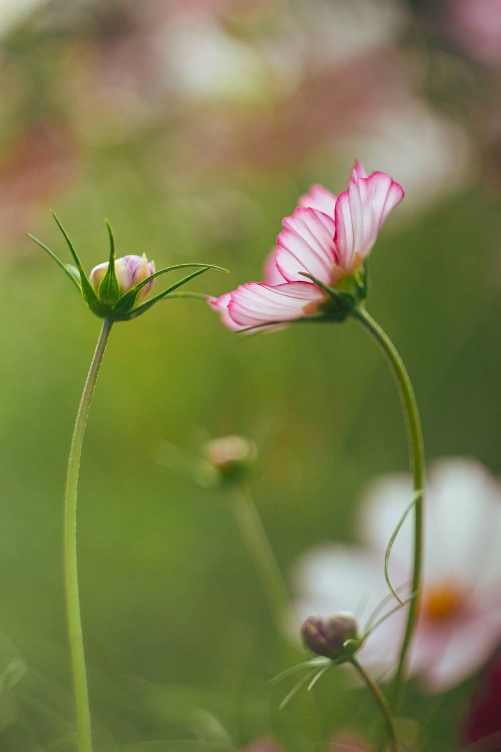 фотография цветов, helios44_2, Дмитрий Гусалов