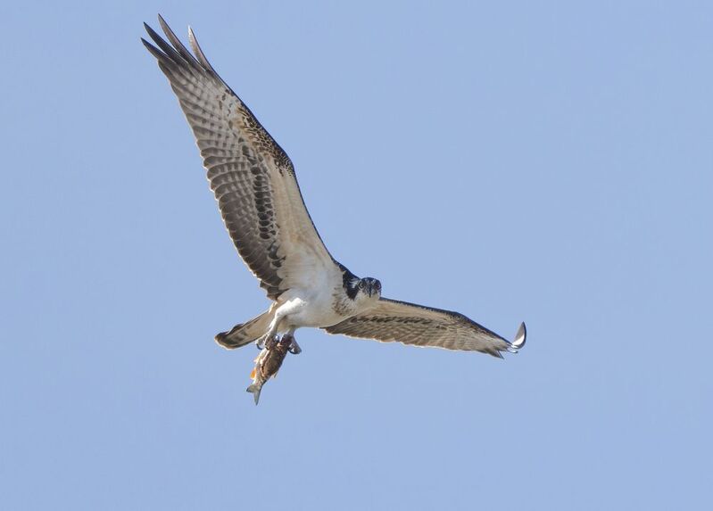 птицы,природа, осень Скопа фото превью