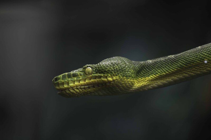 Emerald tree boa фото превью