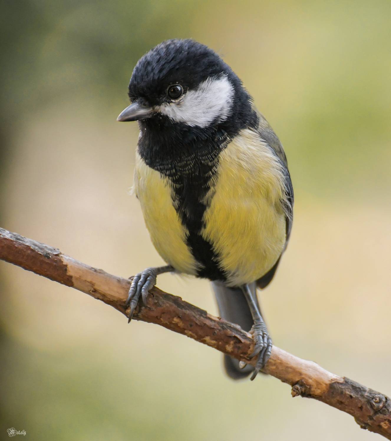 , Наталья Екимова