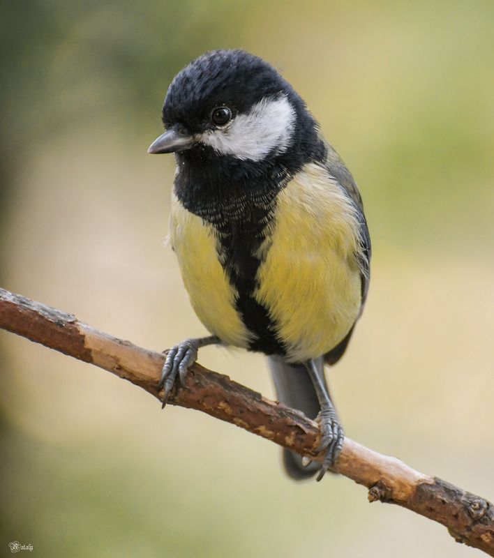 Большая синица фото превью