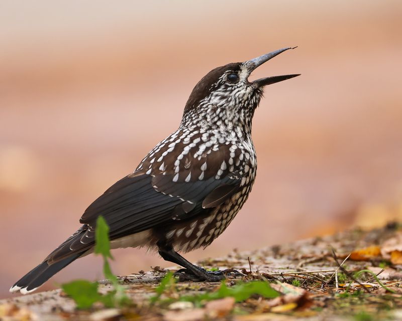 кедровка Кедровка фото превью