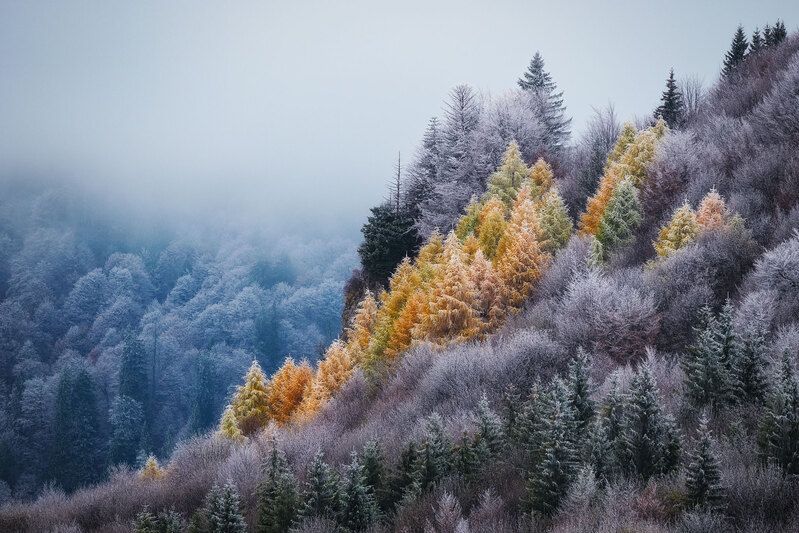 2020 фото превью