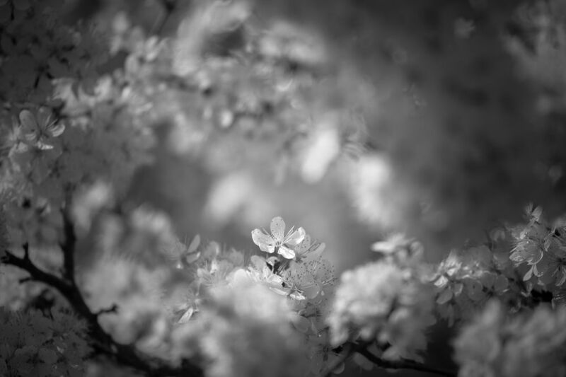 терновник, чб, цветы Такой один фото превью