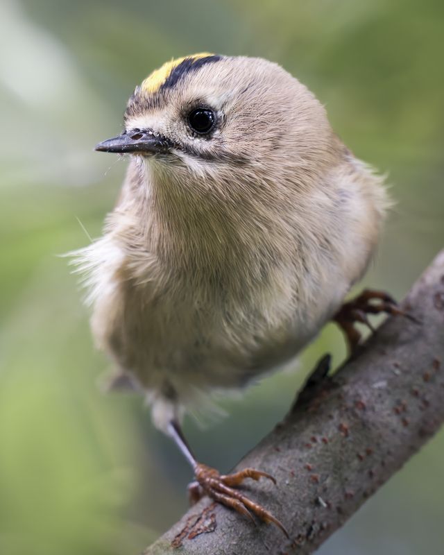 Желтоголовый королёк (Regulus regulus)  фото превью