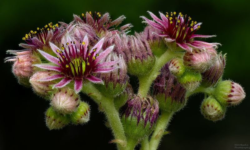 макро, природа, растения, молодило, суккуленты, цветы, лето, Sempervivum tectorum фото превью