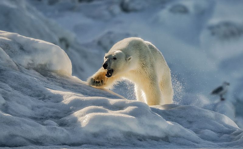 фото превью
