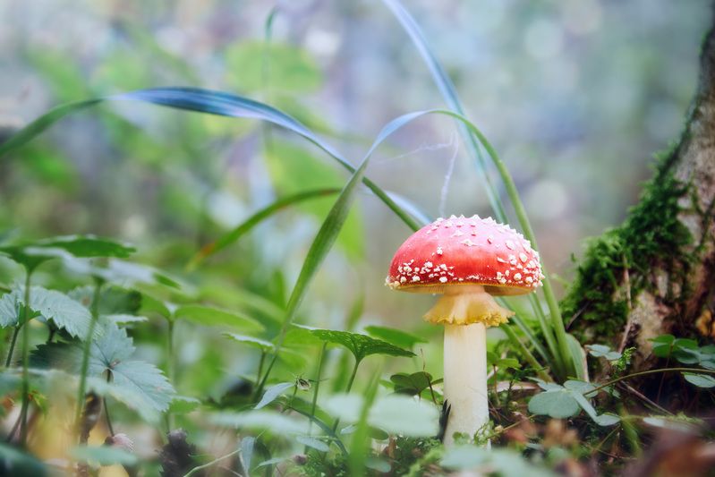 Мухоморчик фото превью