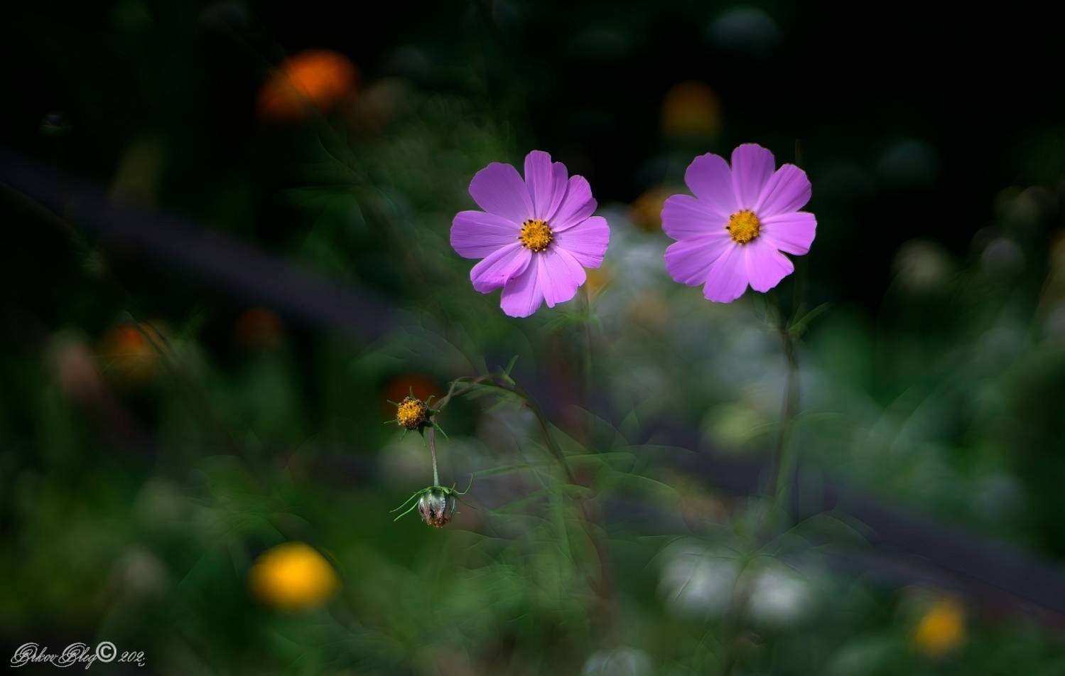 , Орлов Олег