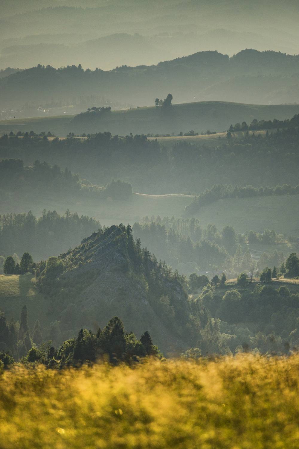Vertical, Photography, Fog, Nature, Landscape, Tree, Nature, Forest, Morning, Dawn, Hill, Pieniny, Poland, Damian Cyfka