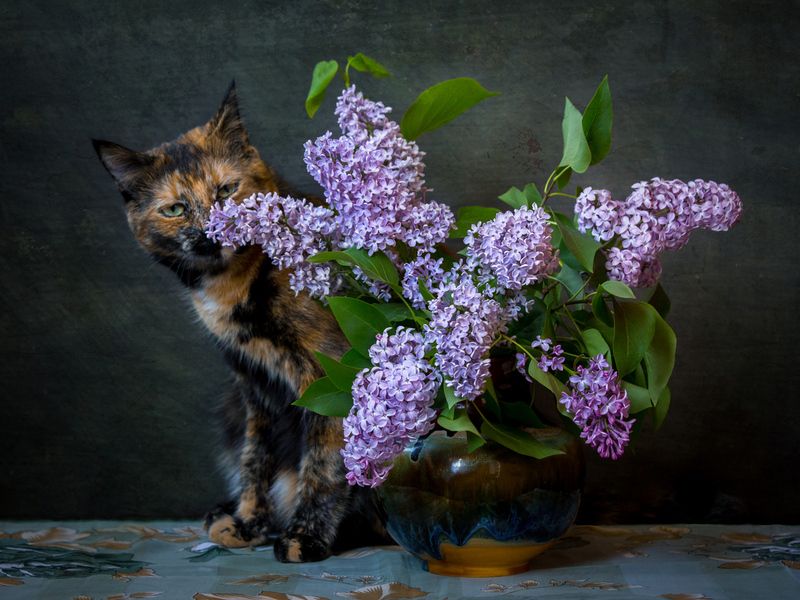 Аромат сирени. фото превью