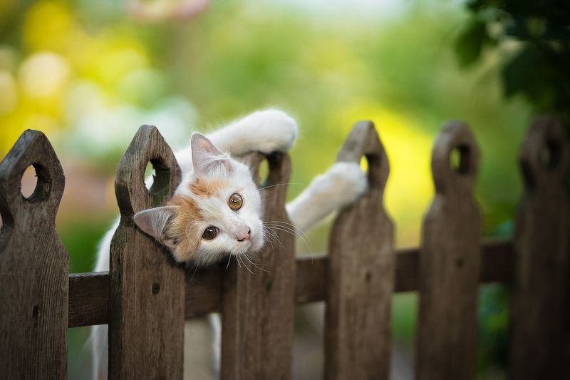 *** фото превью