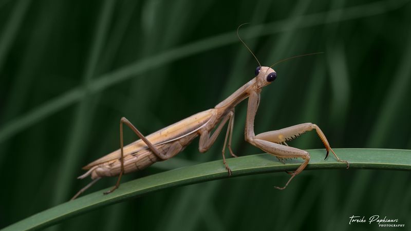 macro, mantis, georgia MANTIS фото превью