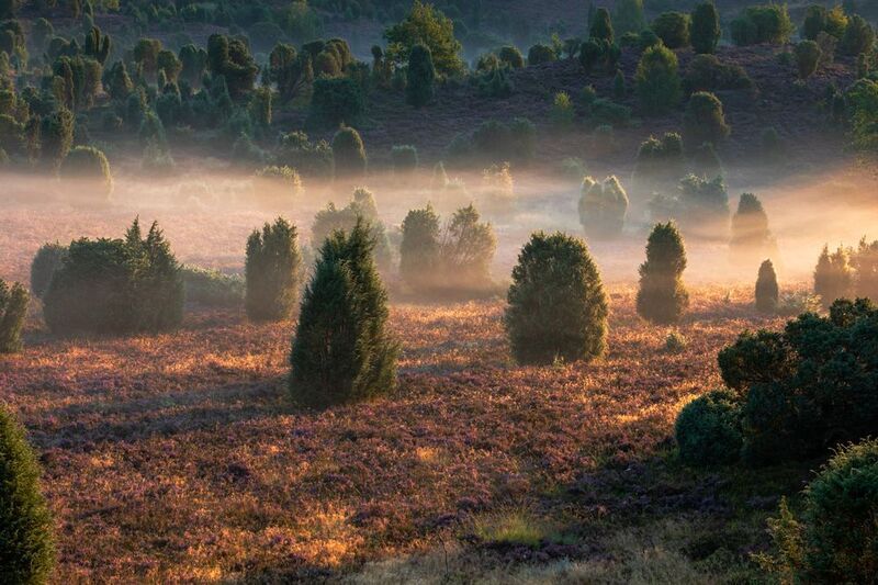 Lüneburg Heath, Germany фото превью