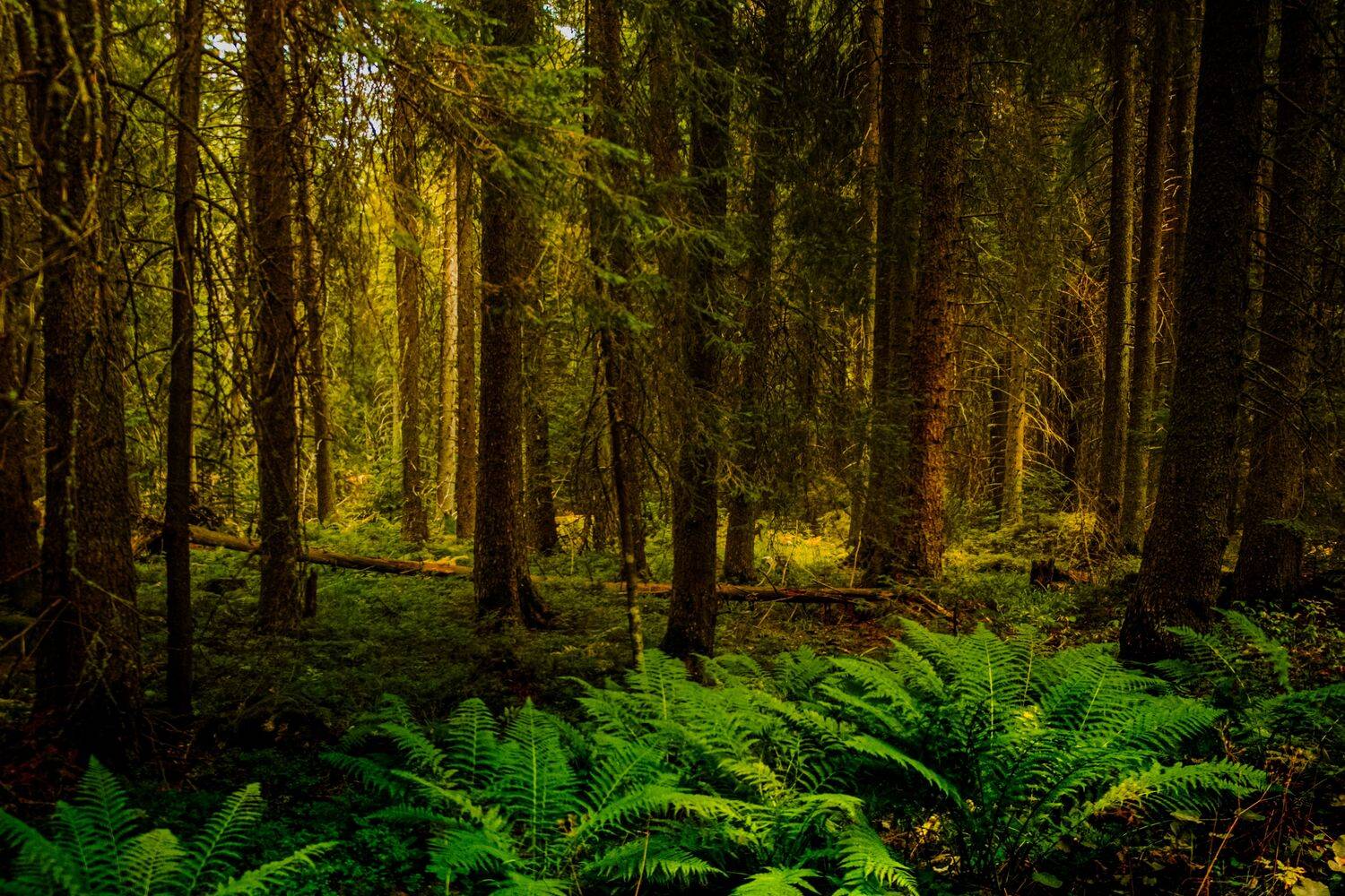 , Николов Андриян